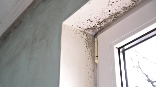 Best Localized Mold Remediation (e.g., coastal areas, humid climates) in Eaton Rapids, MI