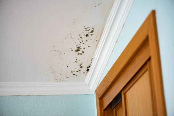 Best Post-Remediation Services in Eaton Rapids, MI