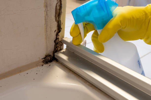 Best Commercial Mold Remediation in Eaton Rapids, MI