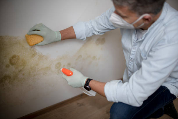 Professional Mold Remediation in Eaton Rapids, MI