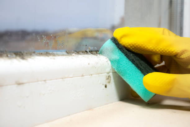 Best Bathroom Mold Remediation in Eaton Rapids, MI