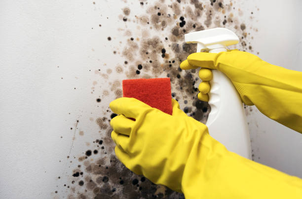 Best White Mold Remediation in Eaton Rapids, MI