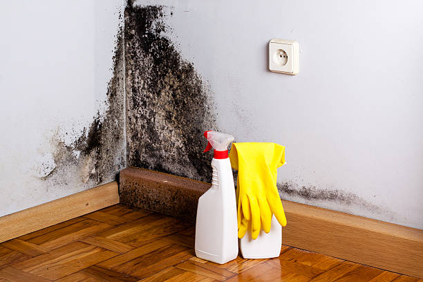 Best HVAC Mold Remediation in Eaton Rapids, MI