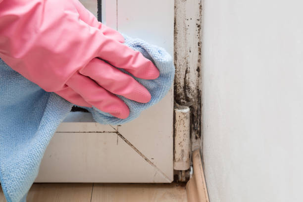 Best Residential Mold Remediation in Eaton Rapids, MI