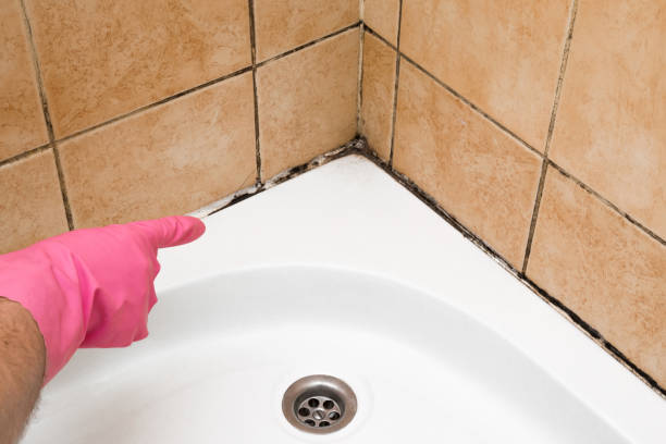 Best Insurance-Related Mold Remediation in Eaton Rapids, MI
