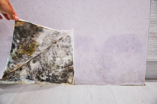 Best DIY Mold Remediation Support Services in Eaton Rapids, MI